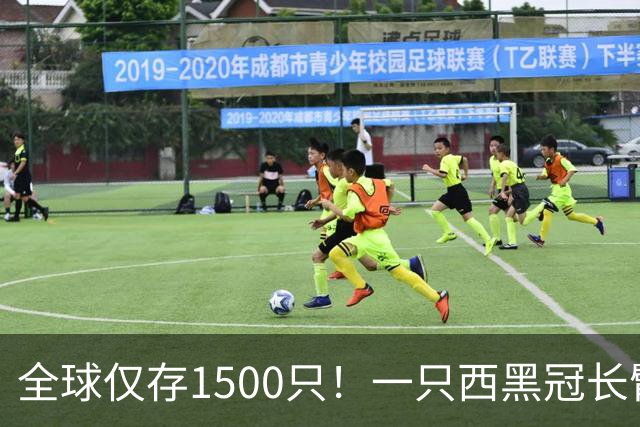 全球仅存1500只！一只西黑冠长臂猿现身哀牢山金山丫口，面对游客镜头毫不露怯成“网红”